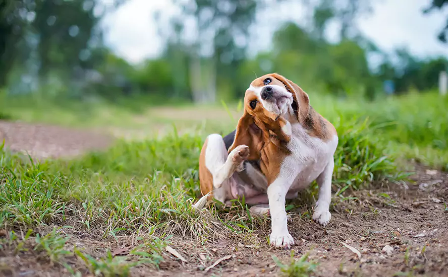 Our Proven Flea Infestation Treatment in Carlsbad