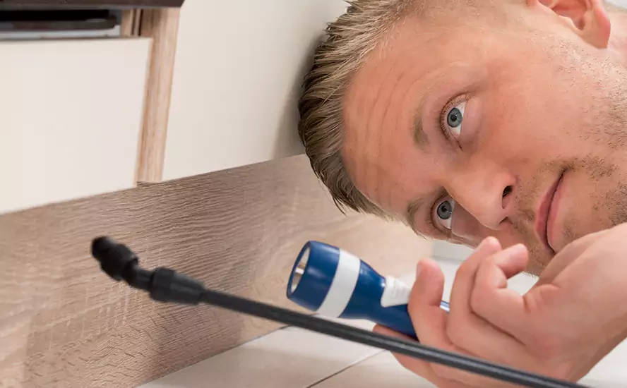 Top-Notch Pest Control in Carlsbad