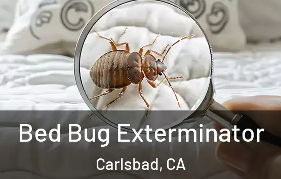  Bed Bug Exterminator Carlsbad, CA
