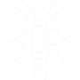 Earwigs Pest Control Carlsbad, CA