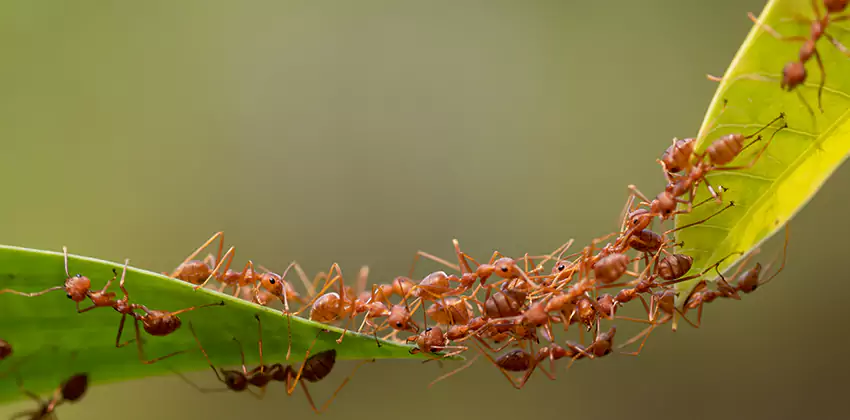 ant-control in Carlsbad, CA