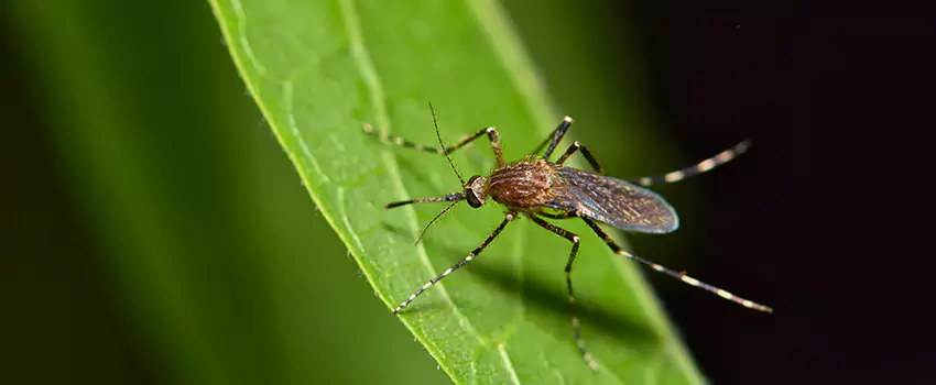 mosquito-treatment in Carlsbad, CA