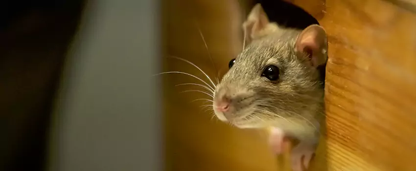 rodent-exterminator in Carlsbad, CA