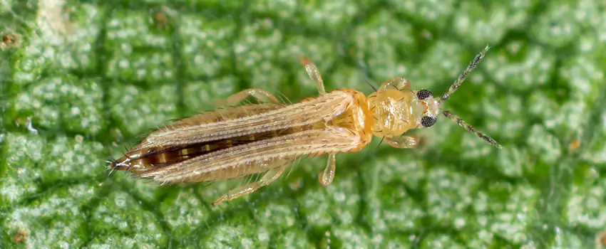 thrips-treatment in Carlsbad, CA