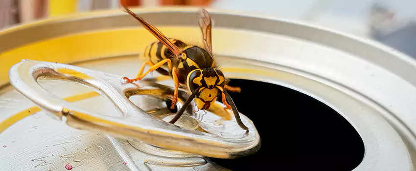 yellow-jacket-exterminator in Carlsbad, CA